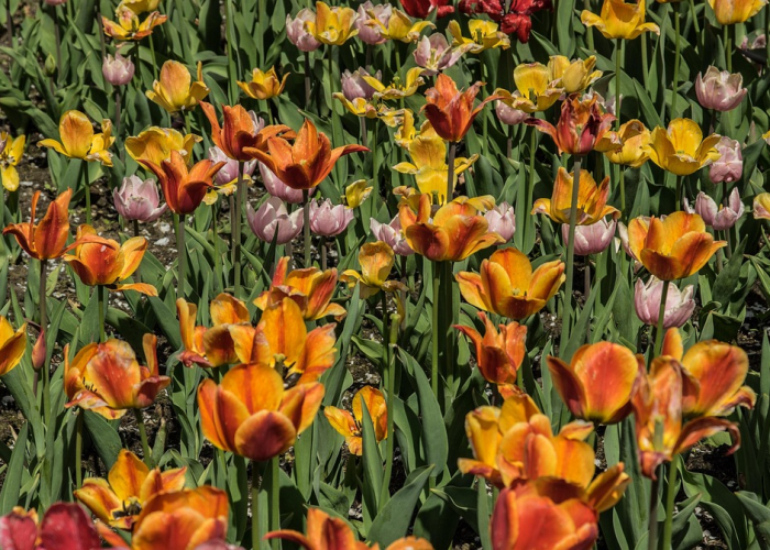 106条轨迹印记：成都疫情下的城市脉动与生命图谱