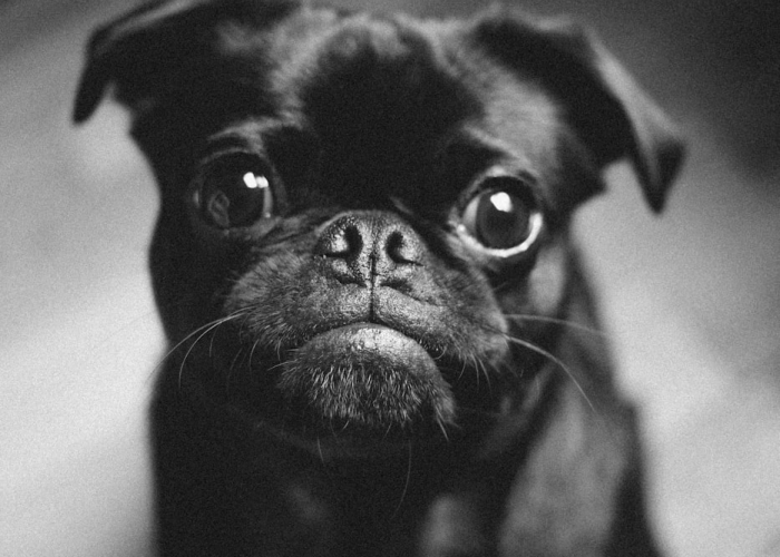 新型肺炎全国最新进展新型肺炎最新动态全国 新型肺炎全国最新进展新型肺炎最新动态全国