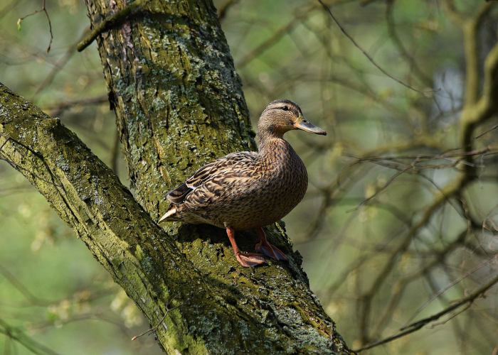 31省份新增本土确诊23例,31省份新增确诊24例本土8例 🕘