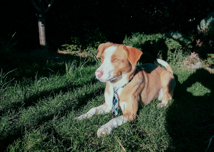 (韩国电视剧人鱼小姐国语版全集剧情介绍)，韩国电视剧人鱼小姐国语版完整版