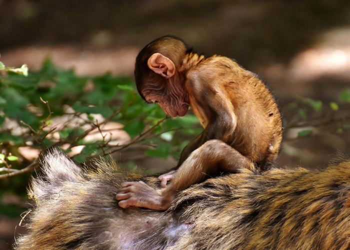 【在线尺子标准图,在线尺子在线测量11】