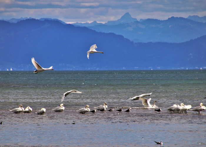 rng2-0完胜we，rng vs we 2021